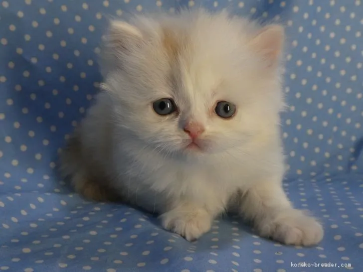 ID:1906-00229の子猫