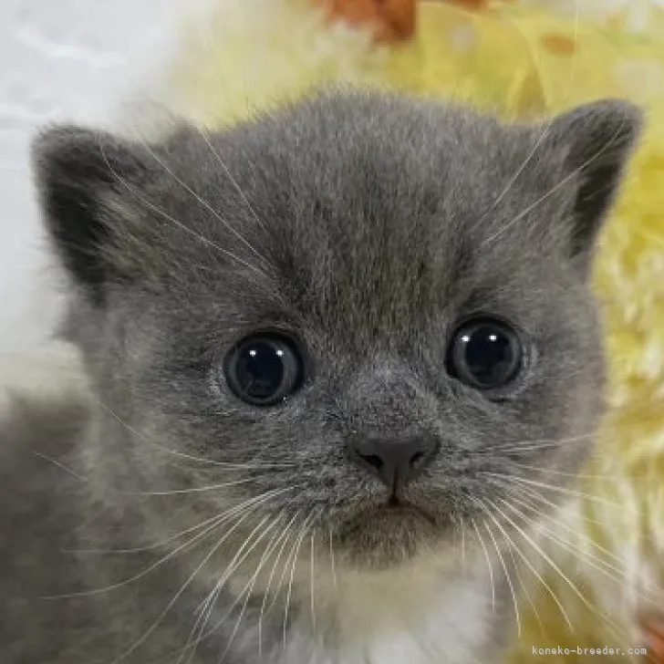 K.N 様のお迎えした子猫