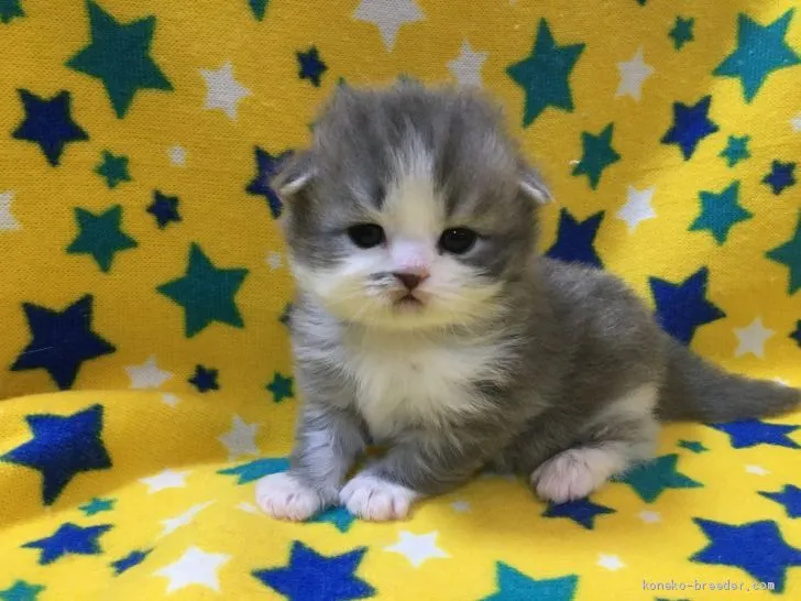 まさき 様のお迎えした子猫