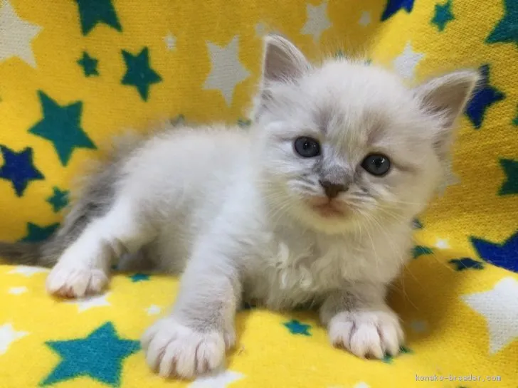 niwkw 様のお迎えした子猫