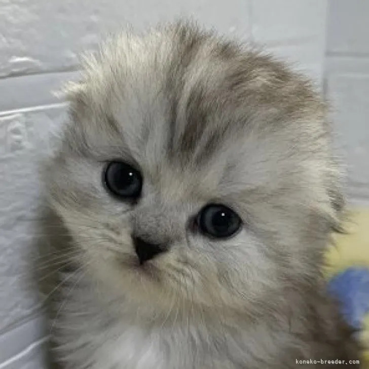 ジュンコ 様のお迎えした子猫