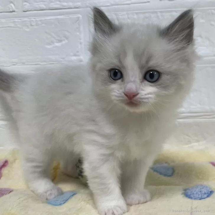 M.T 様のお迎えした子猫