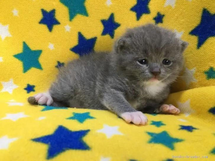 ティティ 様のお迎えした子猫