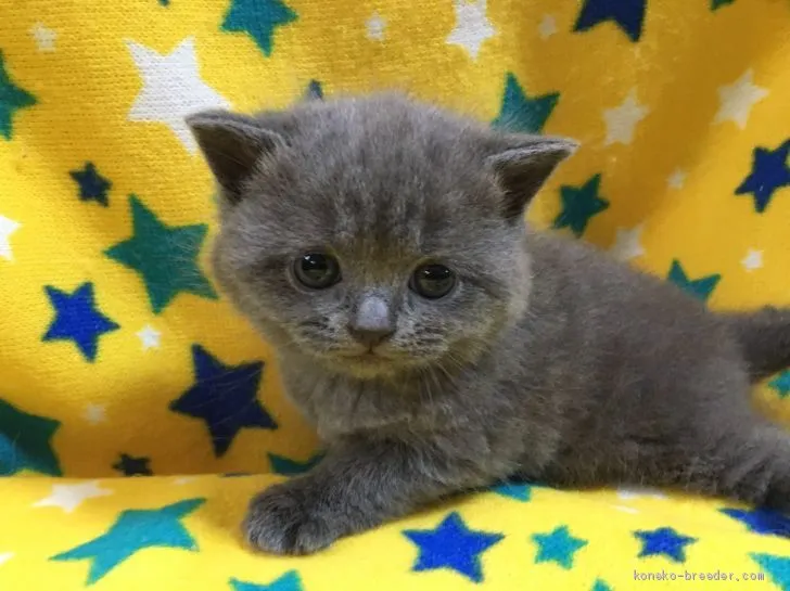 ID：2003-01135の子猫