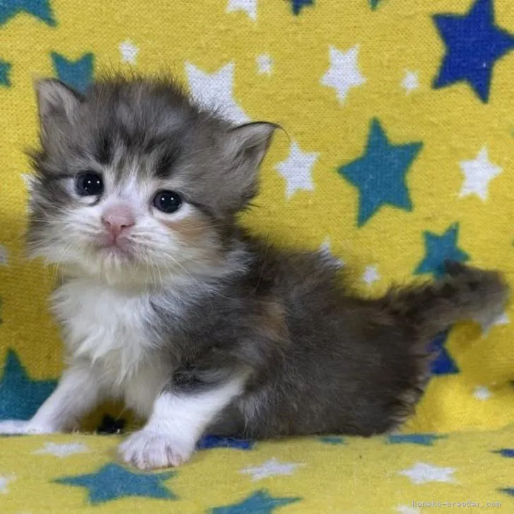 ID：2206-00845の子猫