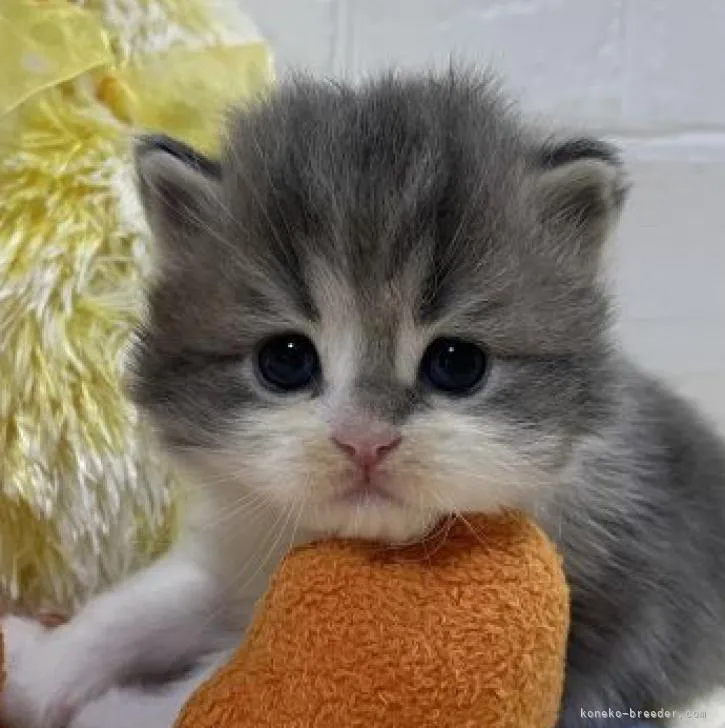 RICO 様のお迎えした子猫