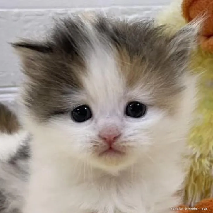 ID:2302-00311の子猫