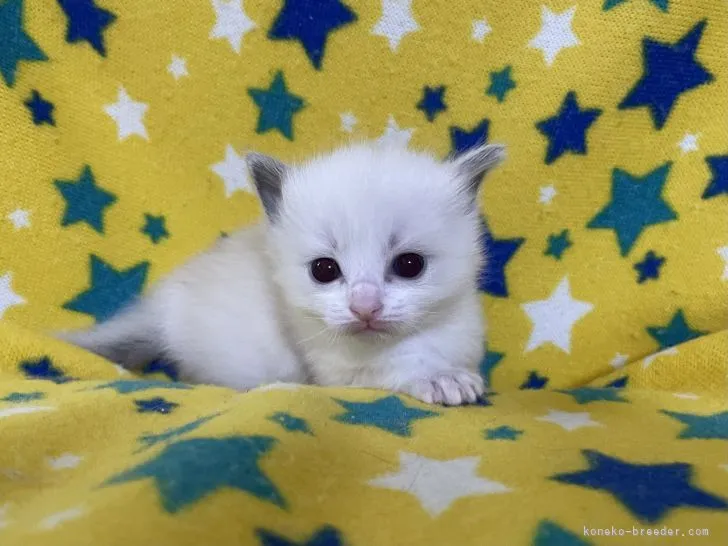 ID：2201-00993の子猫