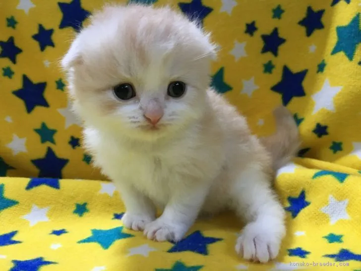 ID：2008-00199の子猫
