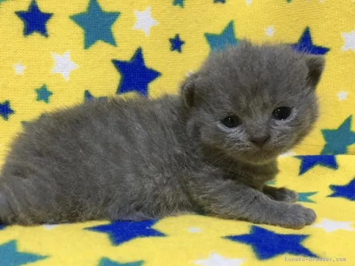 ID:2103-01732の子猫