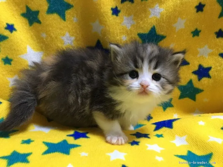 ID:2102-00186の子猫