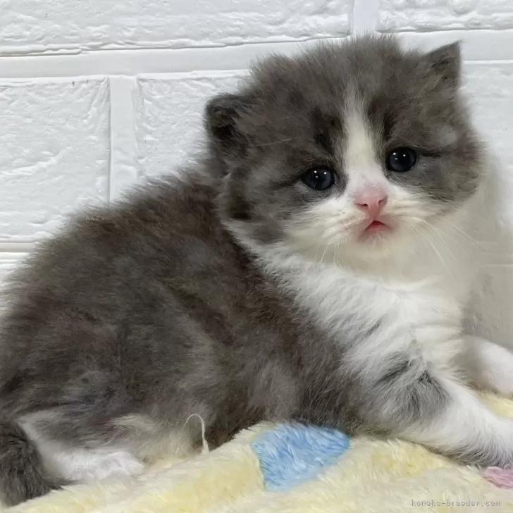 ID:2404-01754の子猫