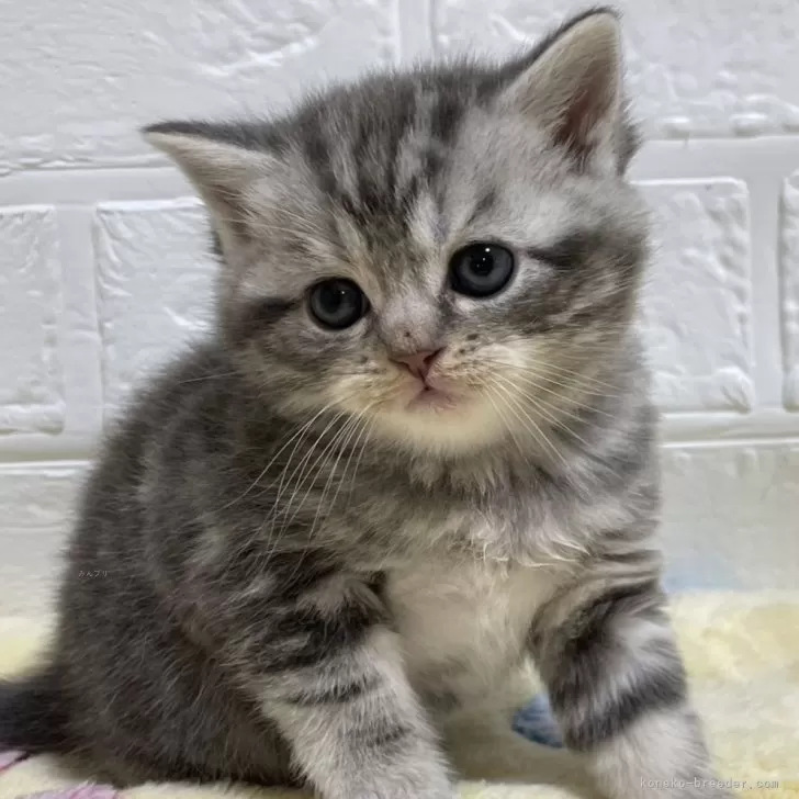 ぐつち 様のお迎えした子猫