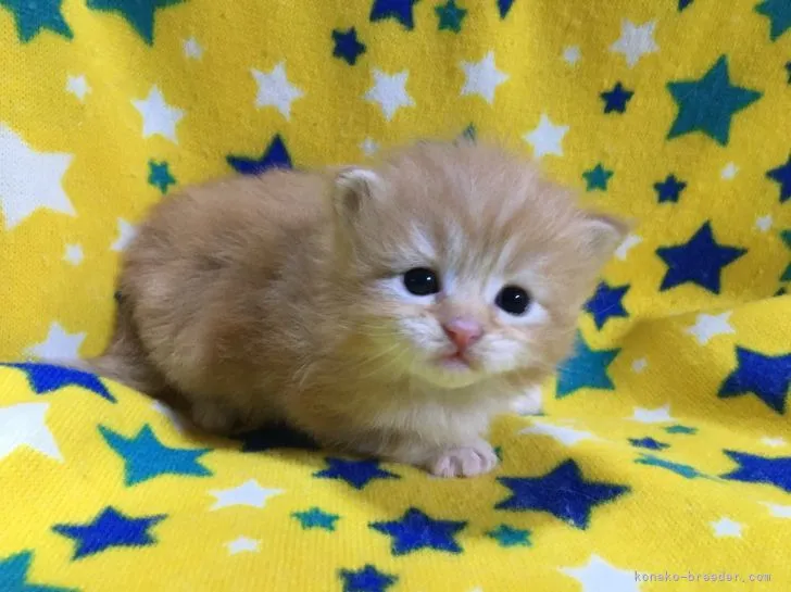 ID:2105-02566の子猫