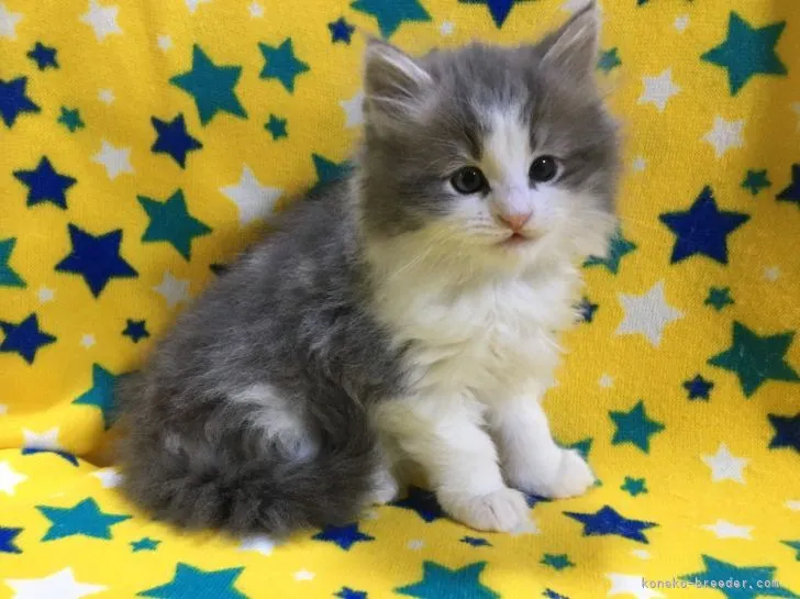 ID:2104-02331の子猫