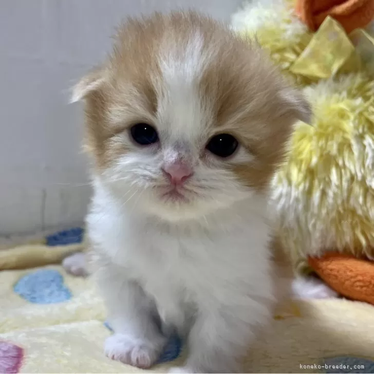 S.O 様のお迎えした子猫
