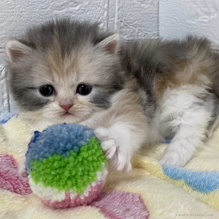 ID:2404-00159の子猫