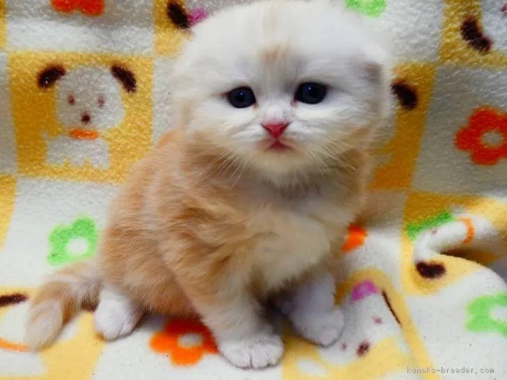 ID：1902-00031の子猫