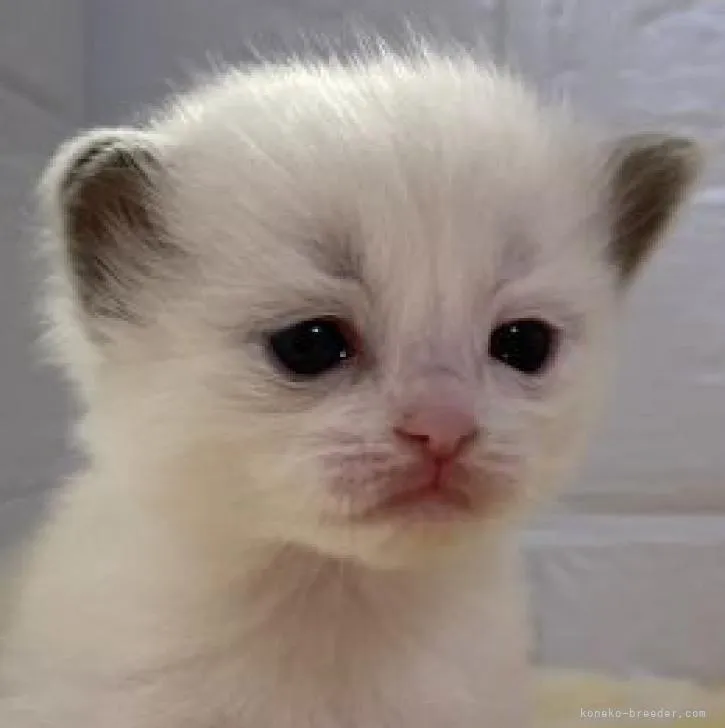 T.T 様のお迎えした子猫