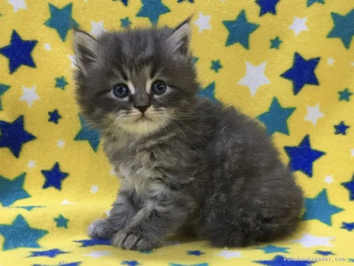 ID：2108-02445の子猫