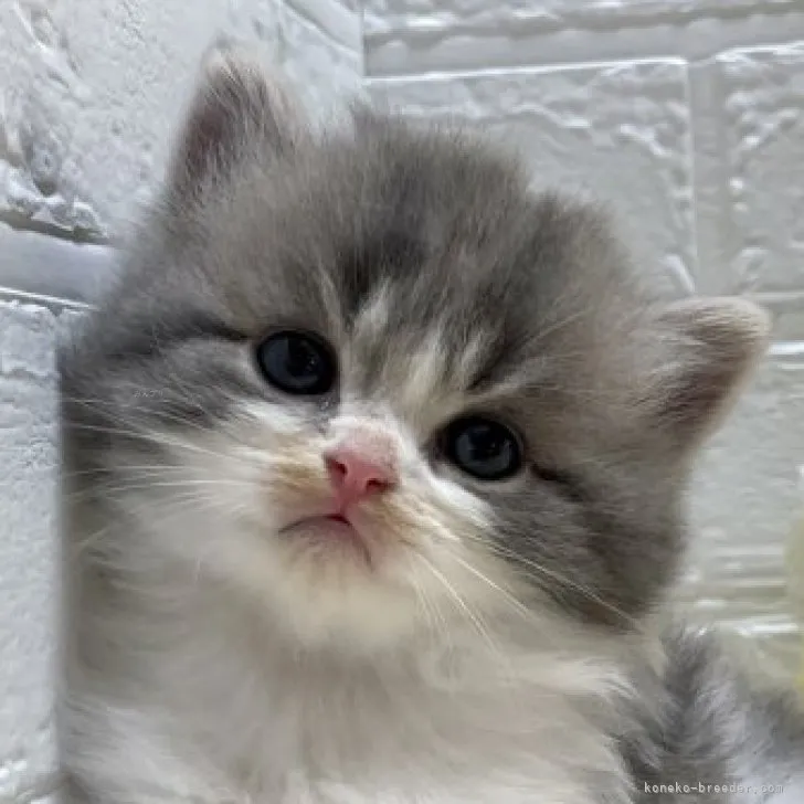 ID:2310-00484の子猫