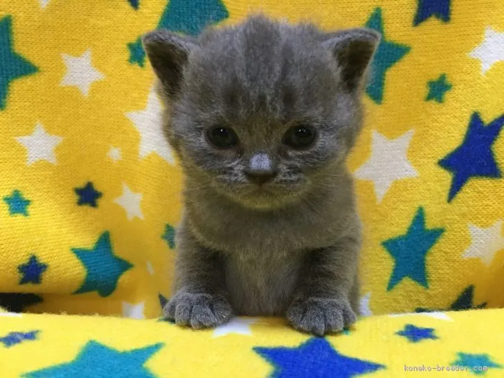 どれみ 様のお迎えした子猫