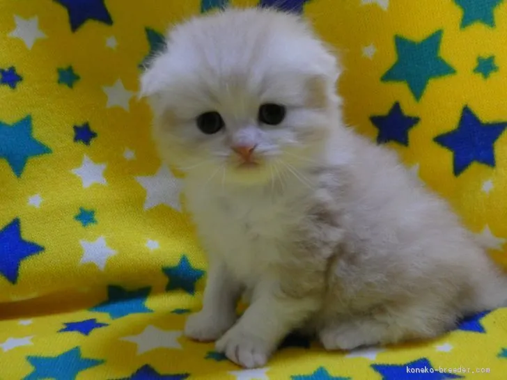 ID：1912-01220の子猫