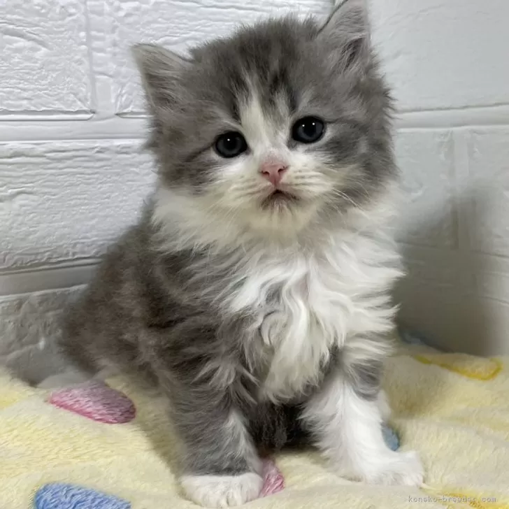 ID:2410-00275の子猫