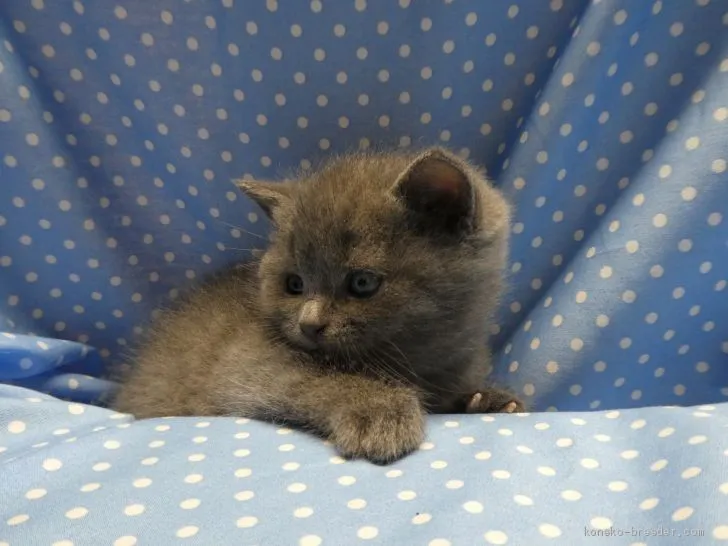 ID:1905-00665の子猫