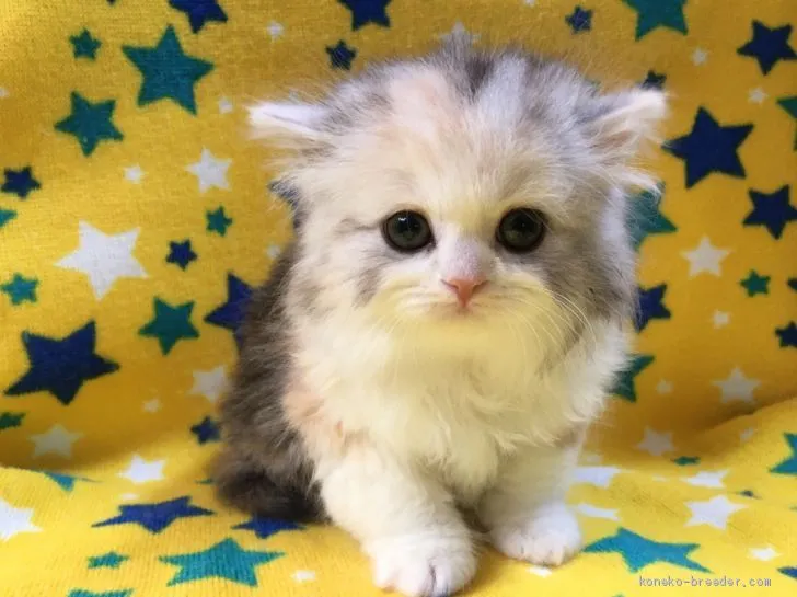 ユ 様のお迎えした子猫