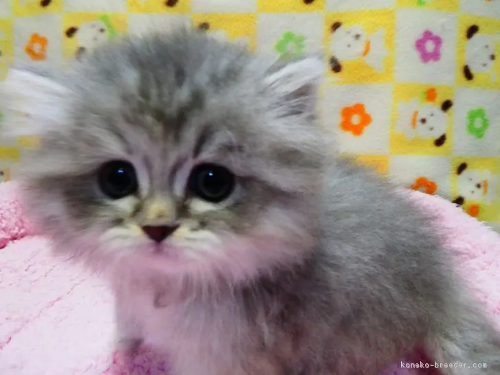 ID：1902-00103の子猫