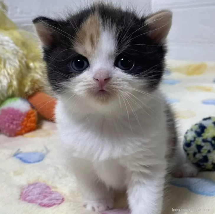 ID:2405-03506の子猫