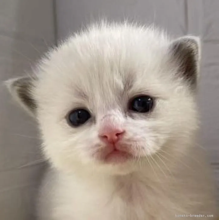 ID：2302-01169の子猫