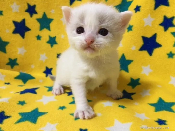 どみにく 様のお迎えした子猫