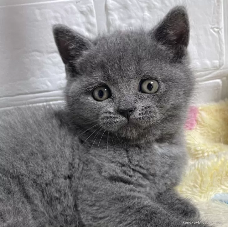 T.W 様のお迎えした子猫