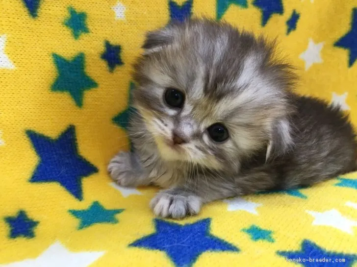 R.A 様のお迎えした子猫