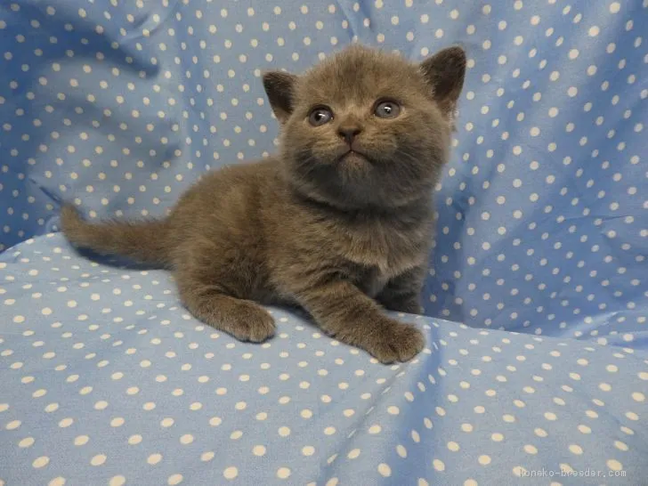 ID：1905-00664の子猫