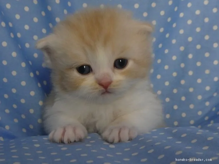 ID:1908-01755の子猫