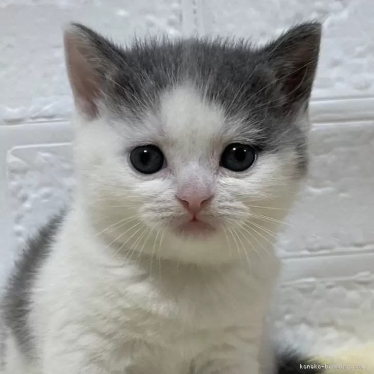 ID:2409-01608の子猫