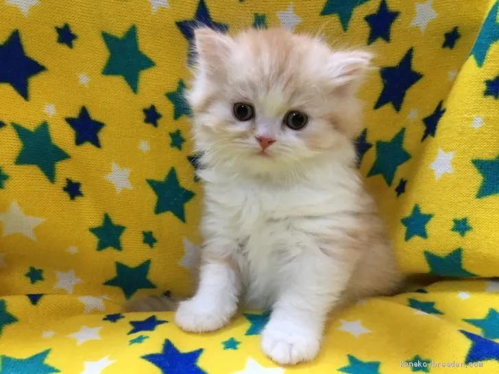 チェロスタイム 様のお迎えした子猫