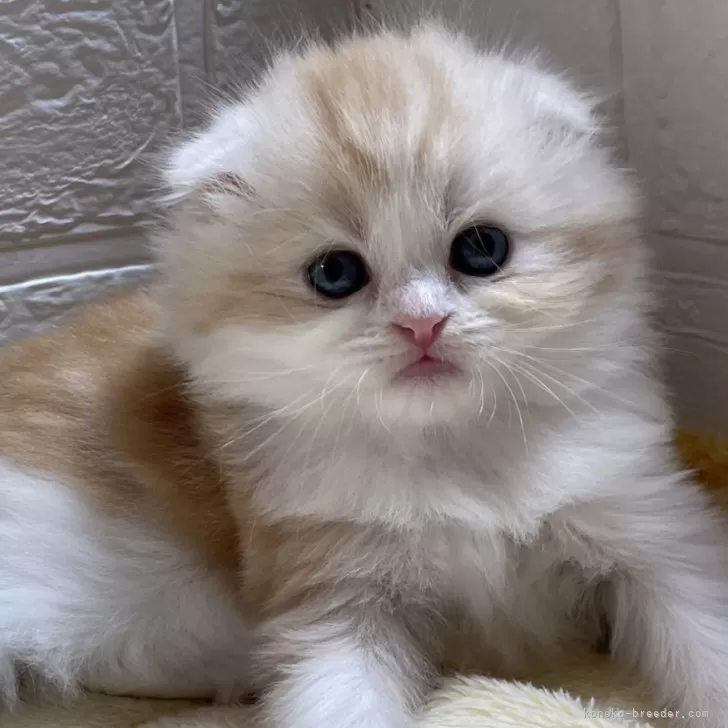 ID：2409-02417の子猫