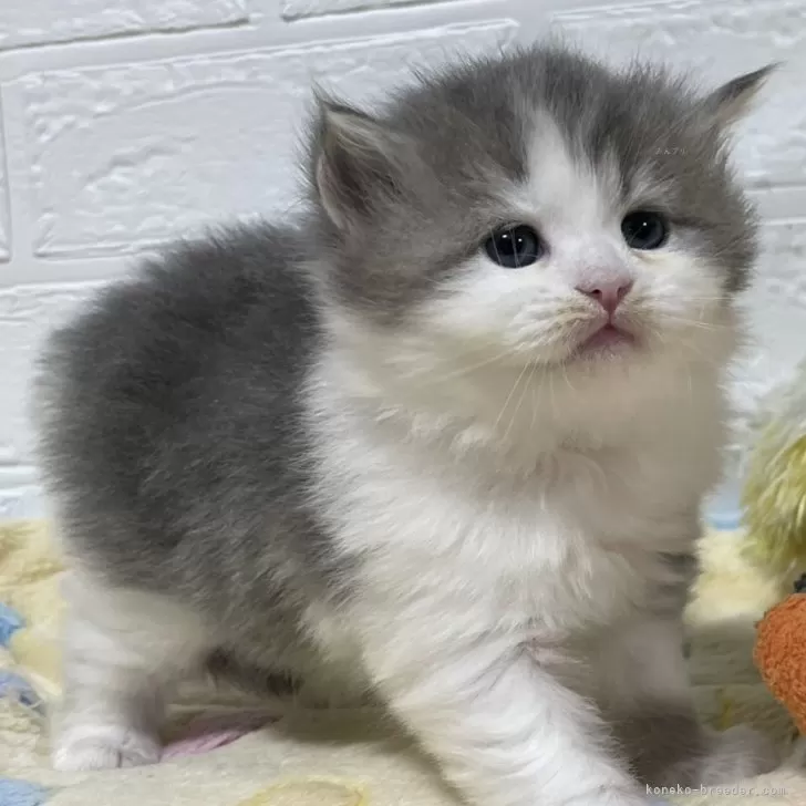 ID:2405-00168の子猫