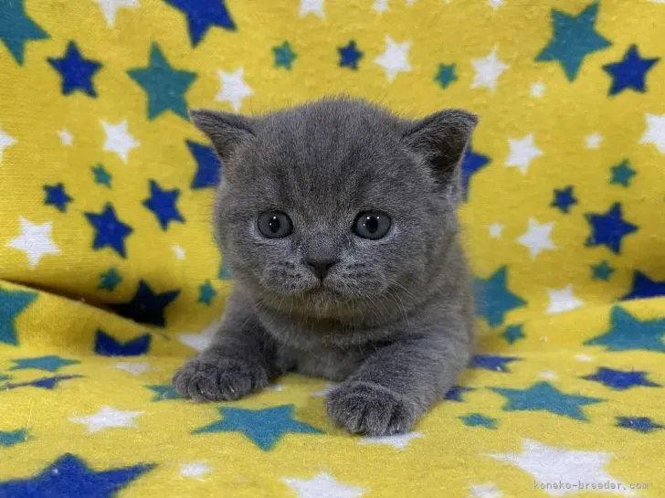 ID:2205-00500の子猫