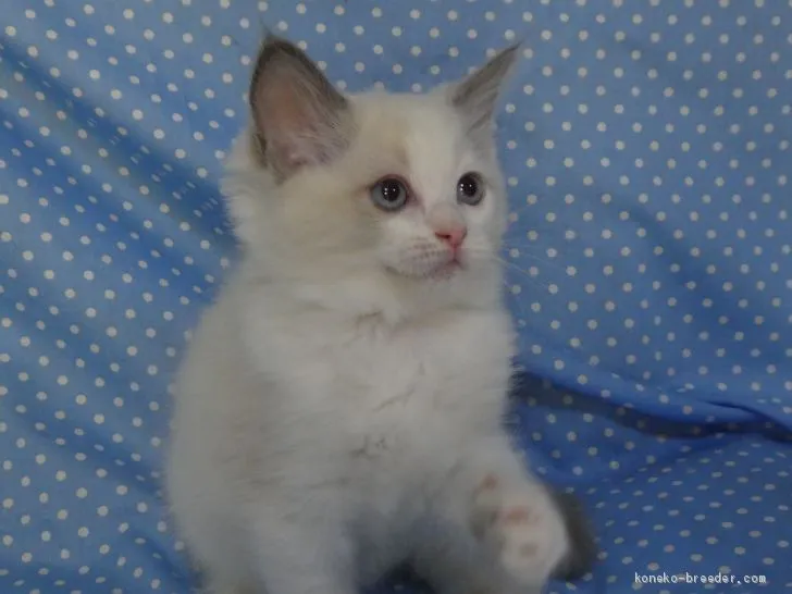 ID:1906-00785の子猫