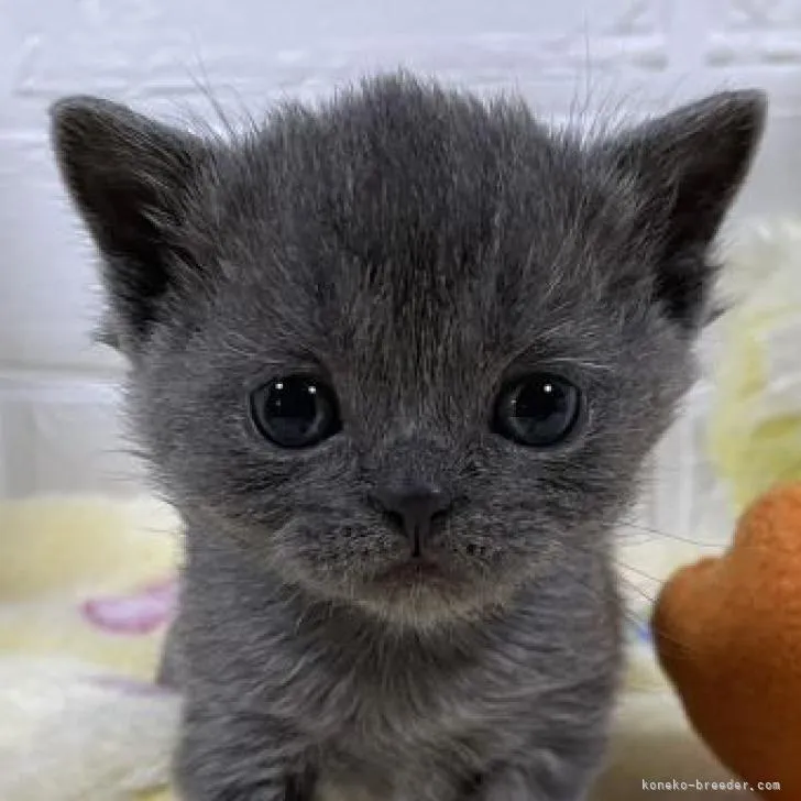 a.o 様のお迎えした子猫