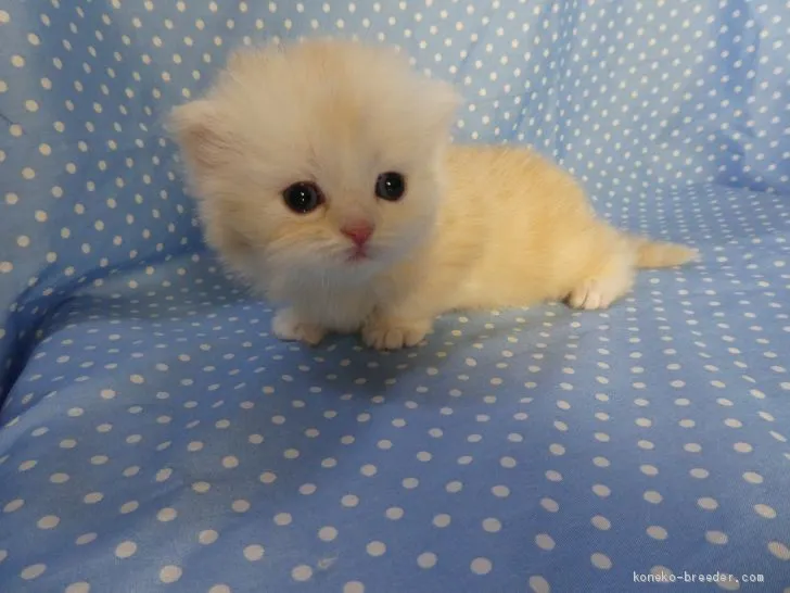 ID:1906-00230の子猫