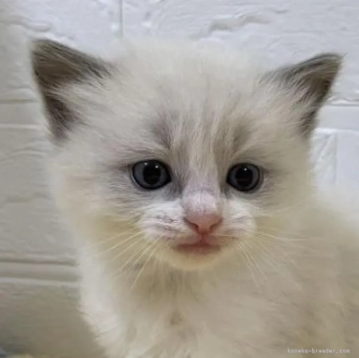 ID：2302-01165の子猫