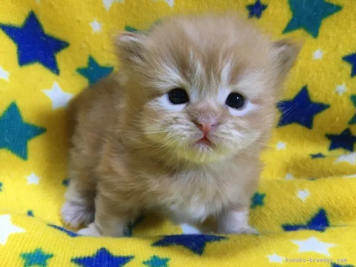 ID:2105-02565の子猫