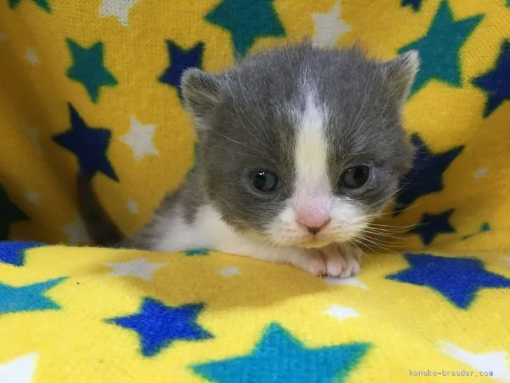 くう 様のお迎えした子猫