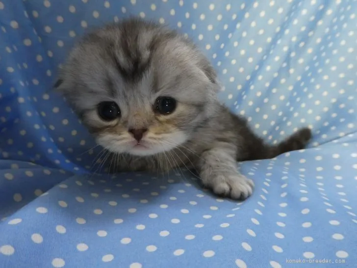 アラレ 様のお迎えした子猫